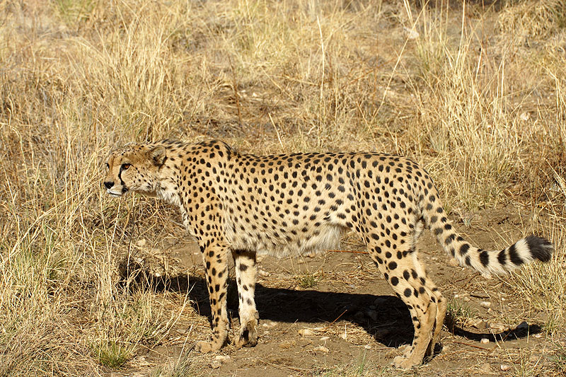 Amani Lodge