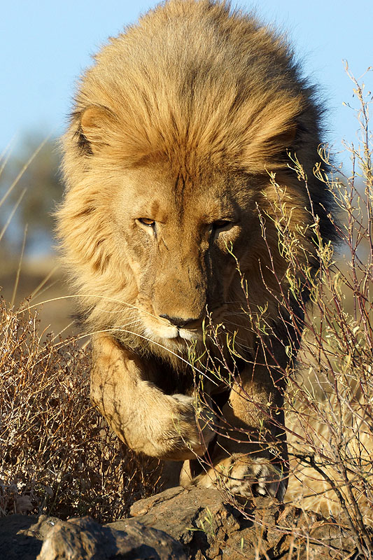 Amani Lodge