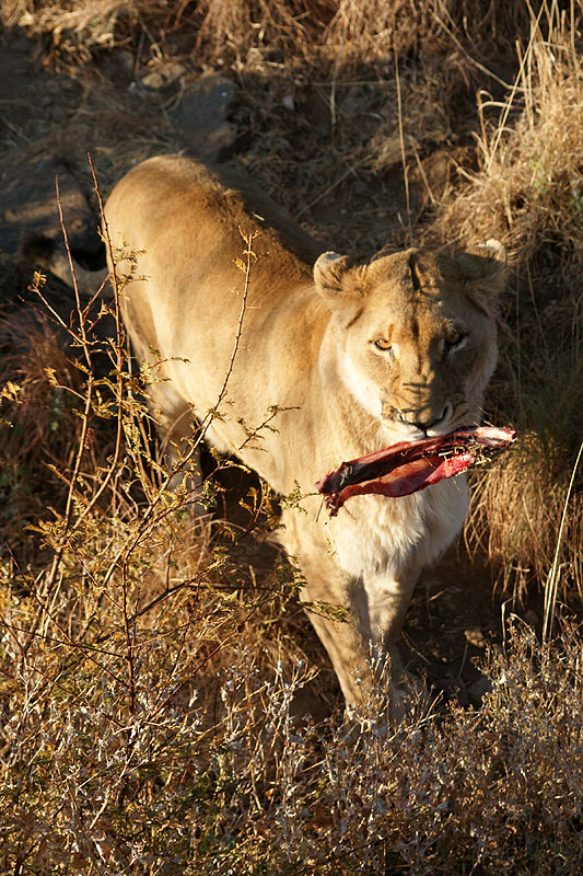 Amani Lodge