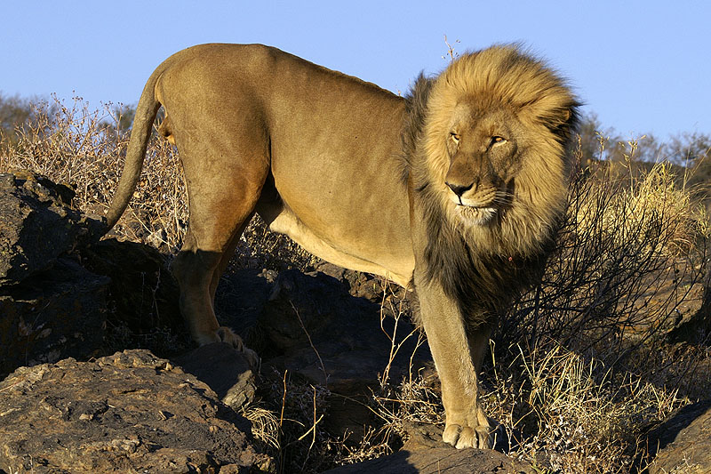 Amani Lodge