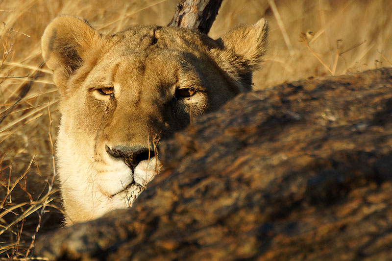 Amani Lodge