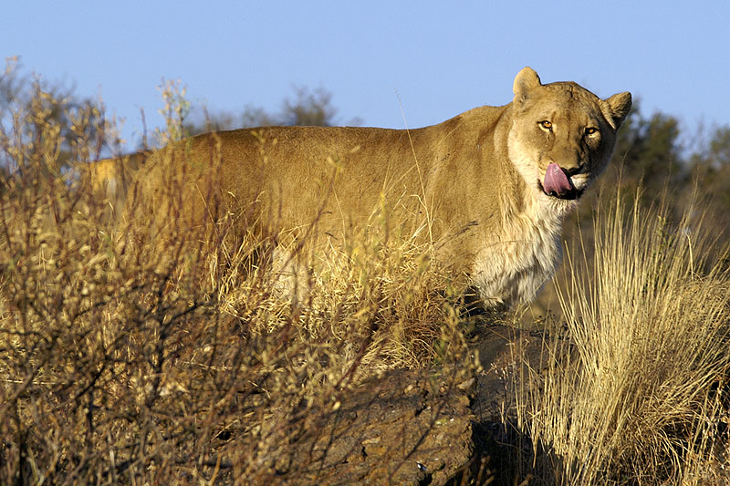 Amani Lodge