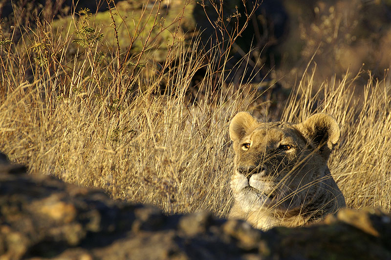 Amani Lodge