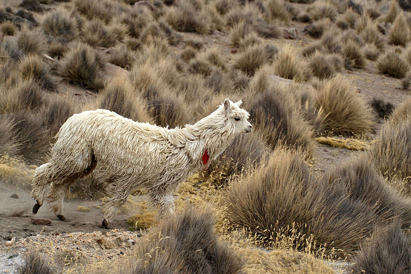 Réserve [q]Salinas y Aguada Blanca[q]