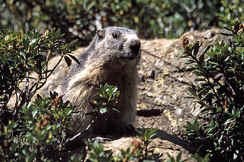 Vallée d Orlu - Marmotte