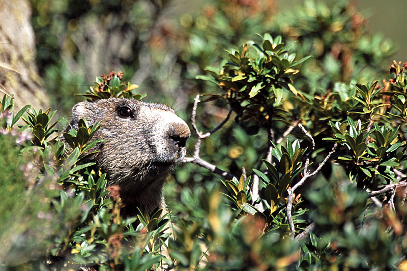Vallée d Orlu - Marmotte