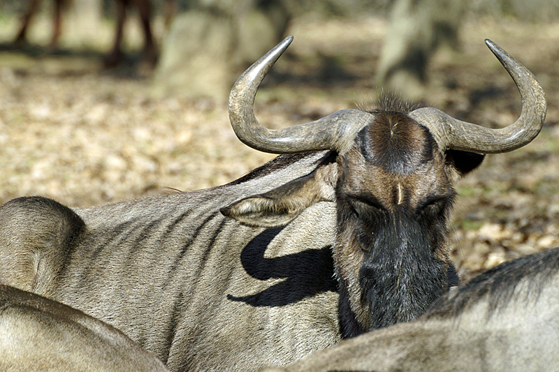 Zoo de Plaisance - Gnous