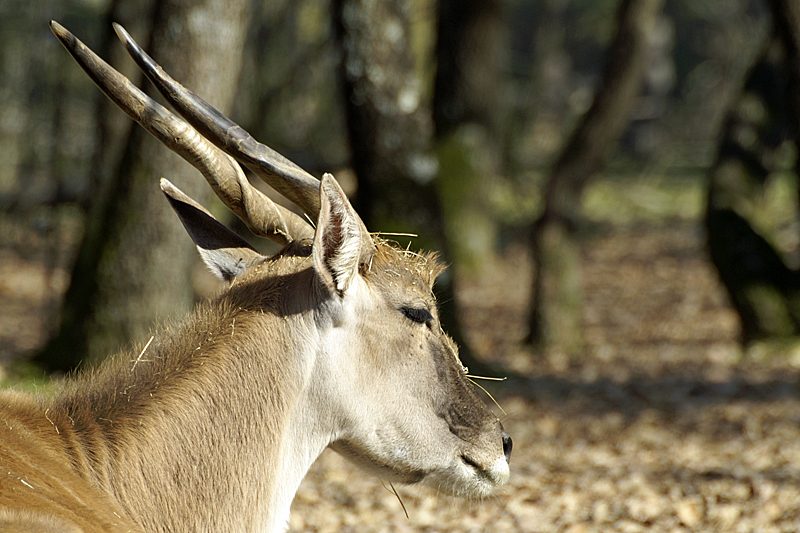 Zoo de Plaisance - Antilope