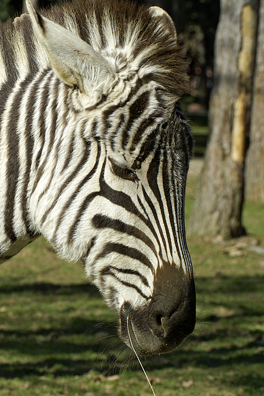 Zoo de Plaisance - Zebra 3
