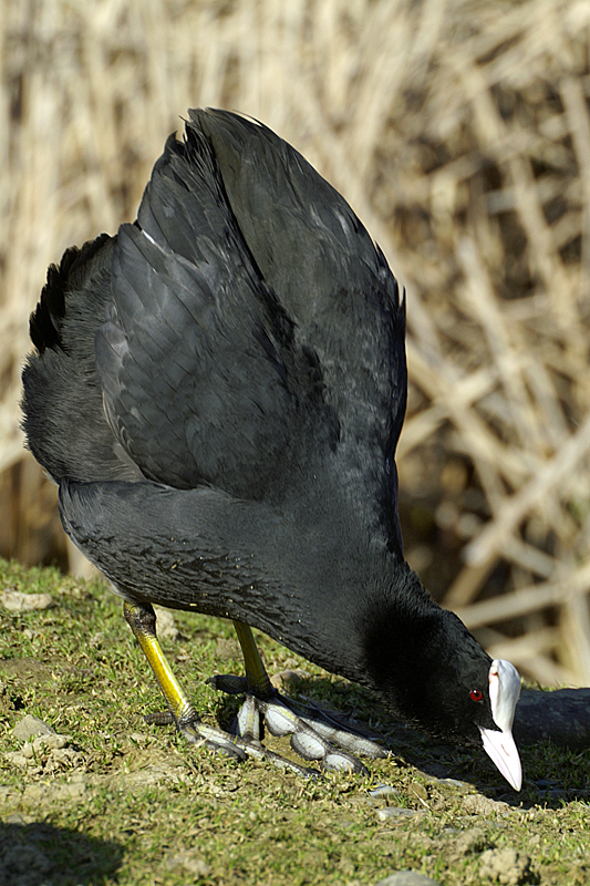 Zoo de Plaisance - Foulque macroule