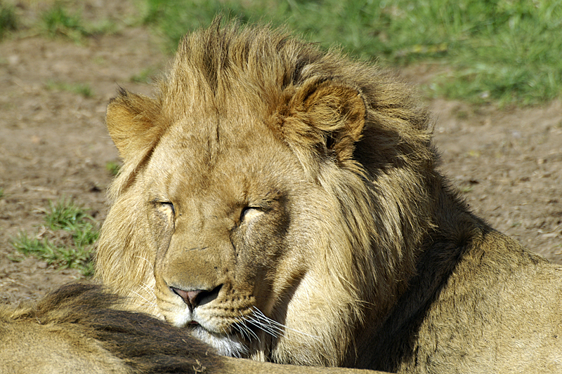 Zoo de Plaisance - Lion