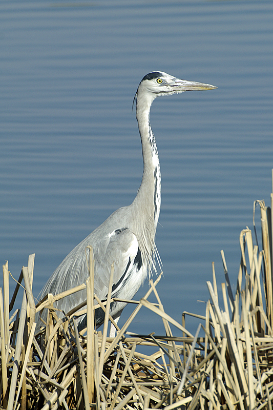 Zoo de Plaisance - Aigrette
