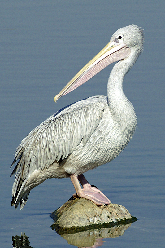 Zoo de Plaisance - Pélican