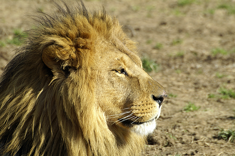 Zoo de Plaisance - Lion