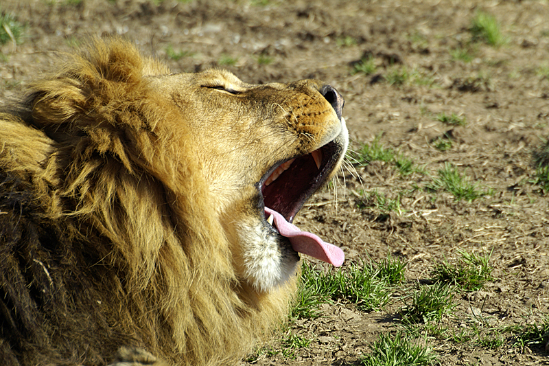 Zoo de Plaisance - La langue au lion...