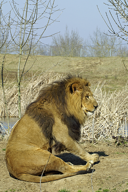 Zoo de Plaisance - Lion