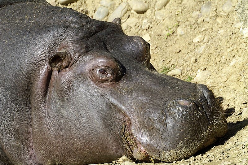 Zoo de Plaisance - Hippopotame