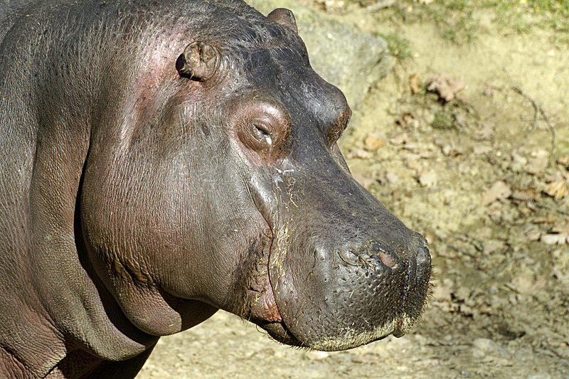 Zoo de Plaisance - Hippopotame