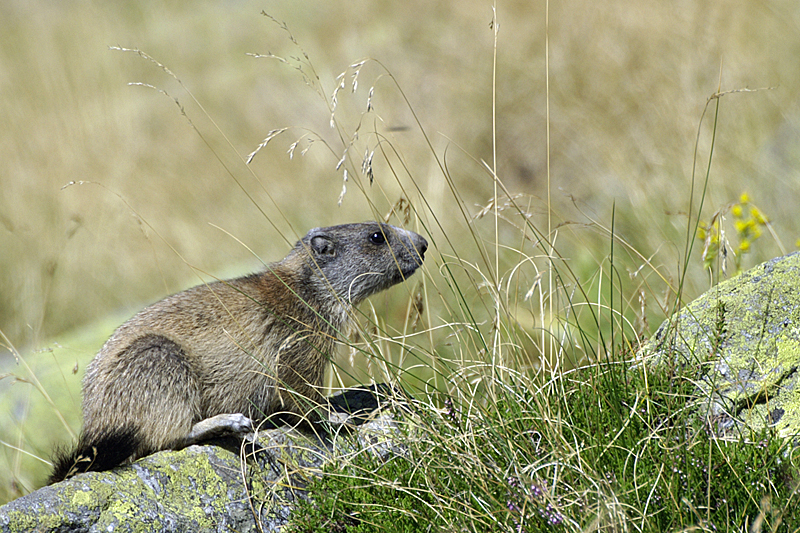 Vallée d Orlu - Marmotte