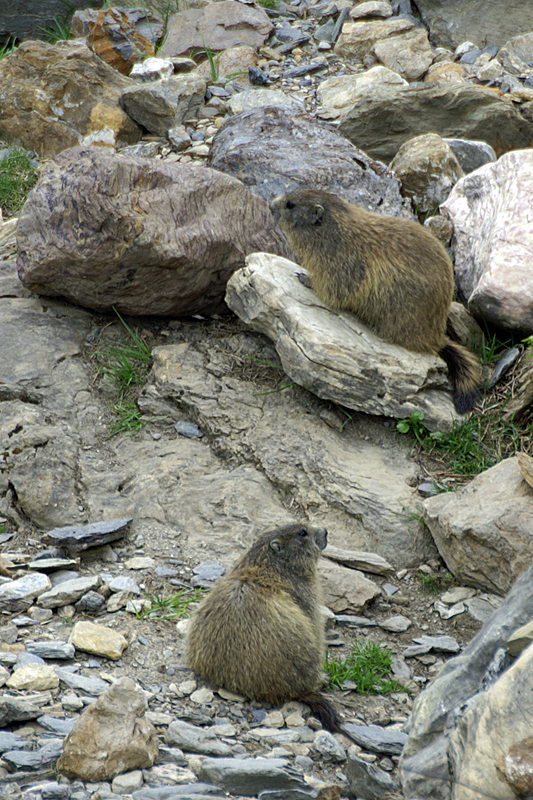 Marmottes et Izards - Marmottes