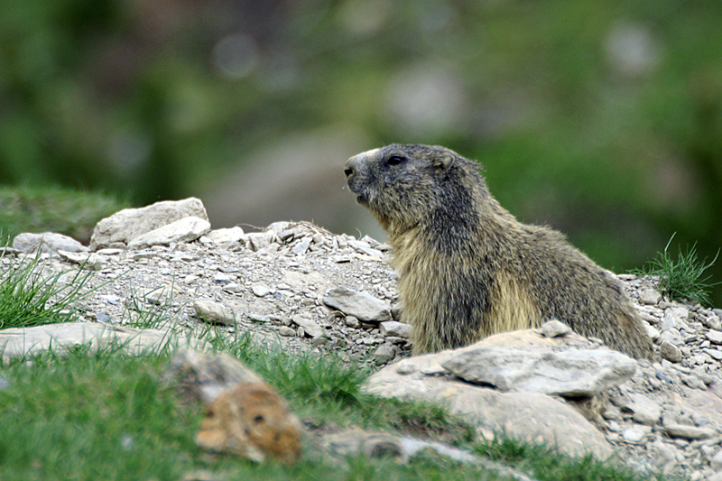 Marmottes et Izards - Marmotte peu farouche