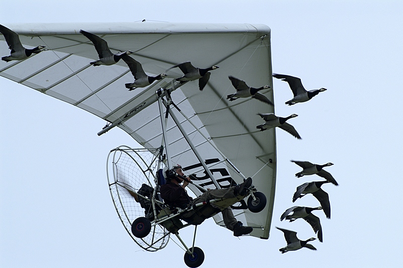 Air Expo - Oies en formation avec un ULM