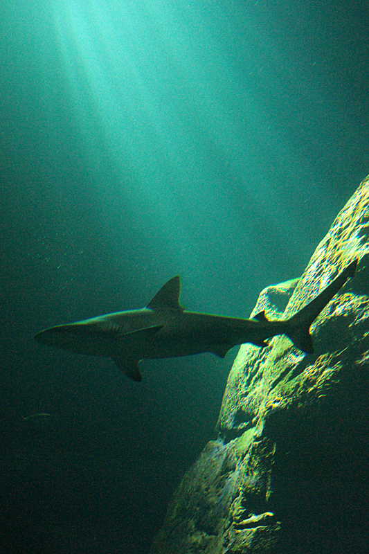 Biarritz - Bayonne - Biarritz - Requin à l aquarium