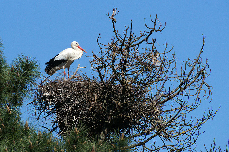 Arcachon - Cigogne blanche[br]Réserve Ornithologique du Teich