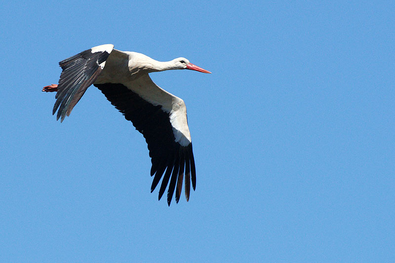Arcachon - Cigogne blanche[br]Réserve Ornithologique du Teich