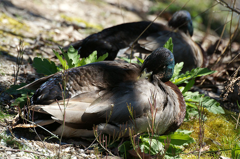 Arcachon - Canards colverts[br]Réserve Ornithologique du Teich