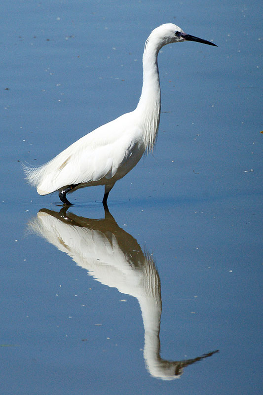 Arcachon - Aigrette garzette[br]Réserve Ornithologique du Teich