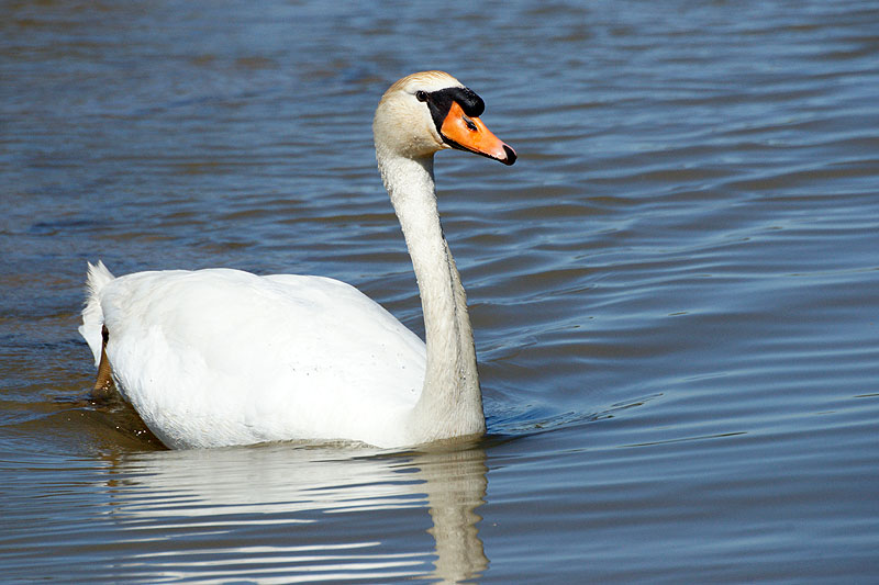 Arcachon - Cygne tuberculé[br]Réserve Ornithologique du Teich