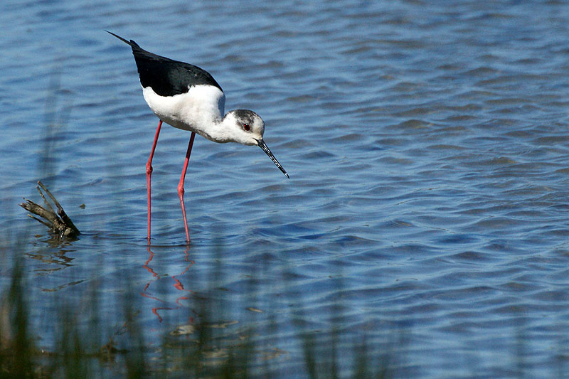 Arcachon - Echasse blanche[br]Réserve Ornithologique du Teich