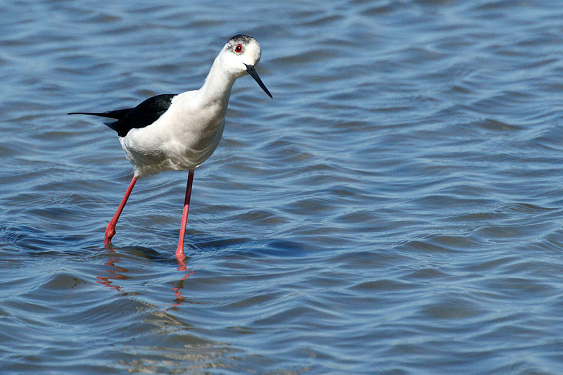 Arcachon - Echasse blanche[br]Réserve Ornithologique du Teich