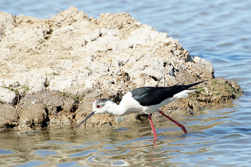Arcachon - Echasse blanche[br]Réserve Ornithologique du Teich