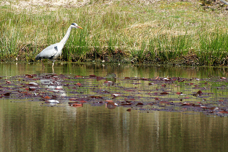 Arcachon - Héron cendré[br]Réserve Ornithologique du Teich