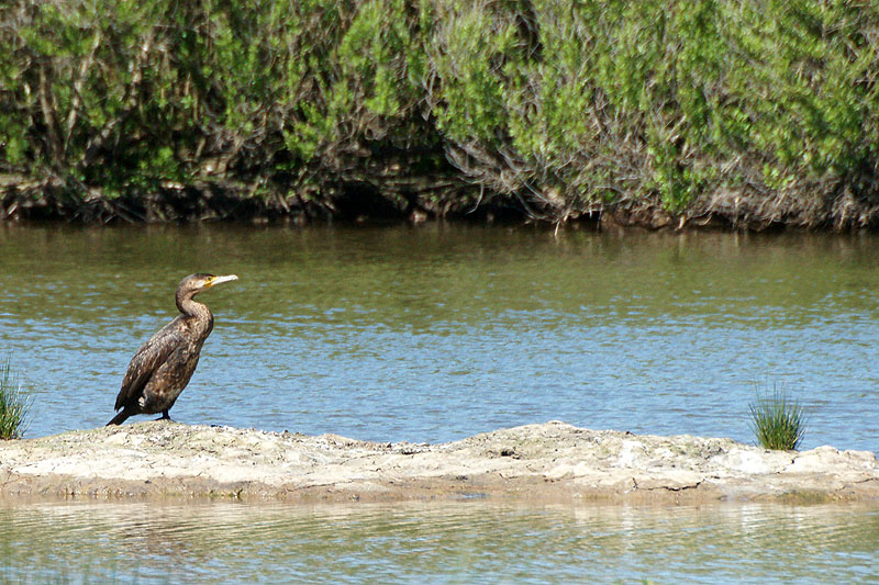 Arcachon - Grand Cormoran[br]Réserve Ornithologique du Teich