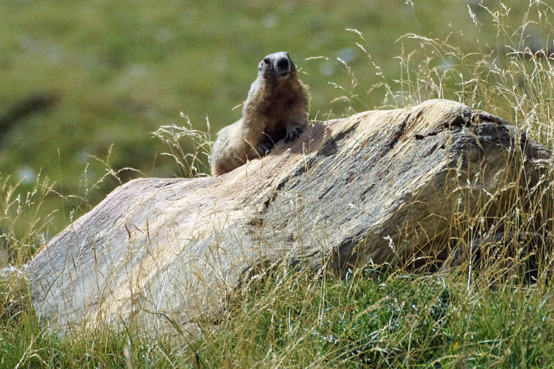 Vallée d Orlu - Marmotte