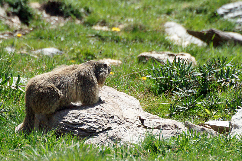 Vallée d Orlu - Marmotte