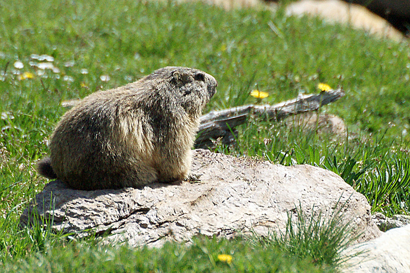 Vallée d Orlu - Marmotte