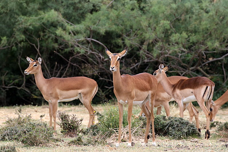 Safari à Sigean - Impalas