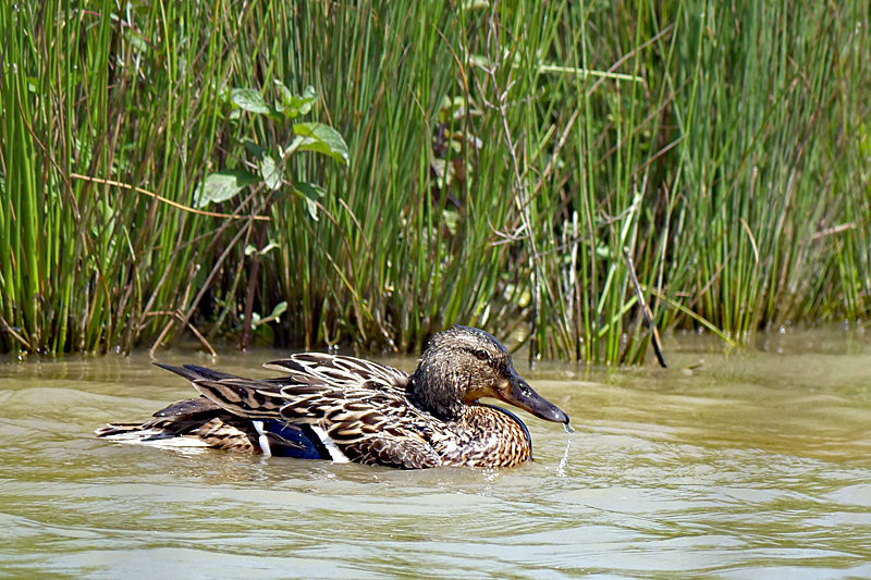 Le domaine des oiseaux ! - Mme canard colvert à peine remise de ses émotions