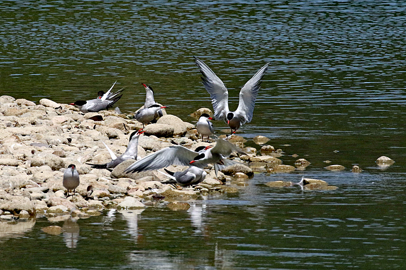 Le domaine des oiseaux ! - Sternes pierregarins