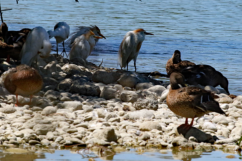 Le domaine des oiseaux ! - Hérons garde-boeufs & oies cendrées