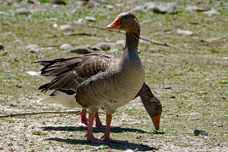 Le domaine des oiseaux ! - Oies cendrées