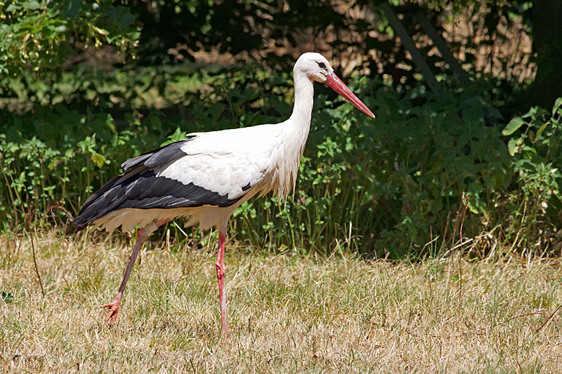 Le domaine des oiseaux ! - Cigogne blanche