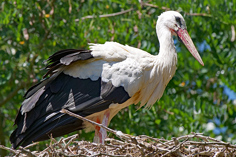 Le domaine des oiseaux ! - Cigogne blanche