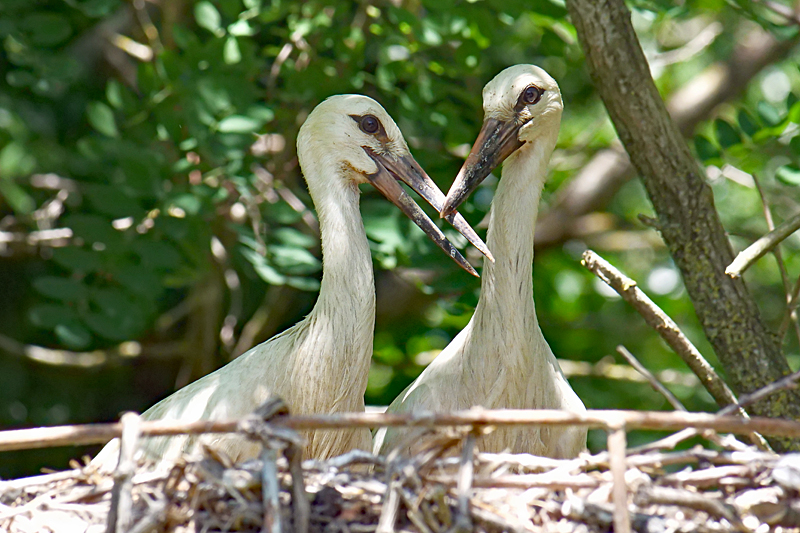 Le domaine des oiseaux ! - Cigognes blanches juvéniles