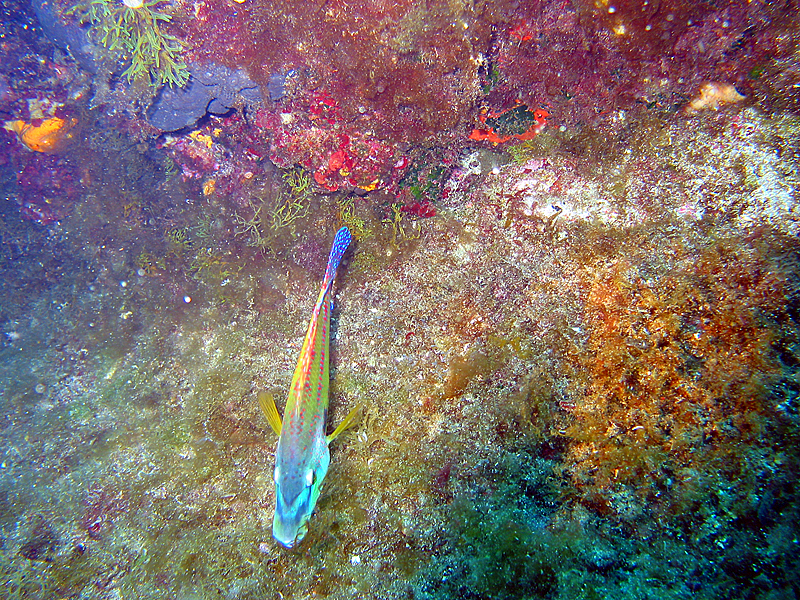 Port Cros - Crénilabre paon