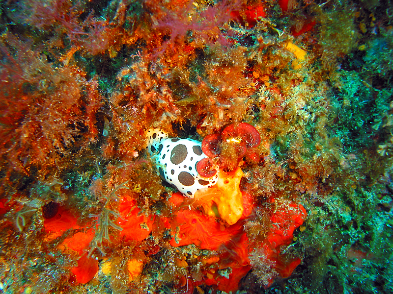 Port Cros - Doris dalmatien